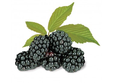 product_blackberries