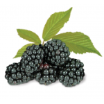 fresh-blackberries